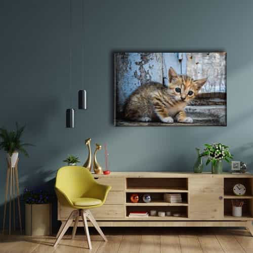 Yavru Kedi Kanvas Tablo