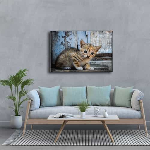 Yavru Kedi Kanvas Tablo
